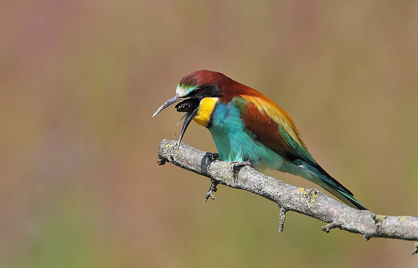 Avifauna humor